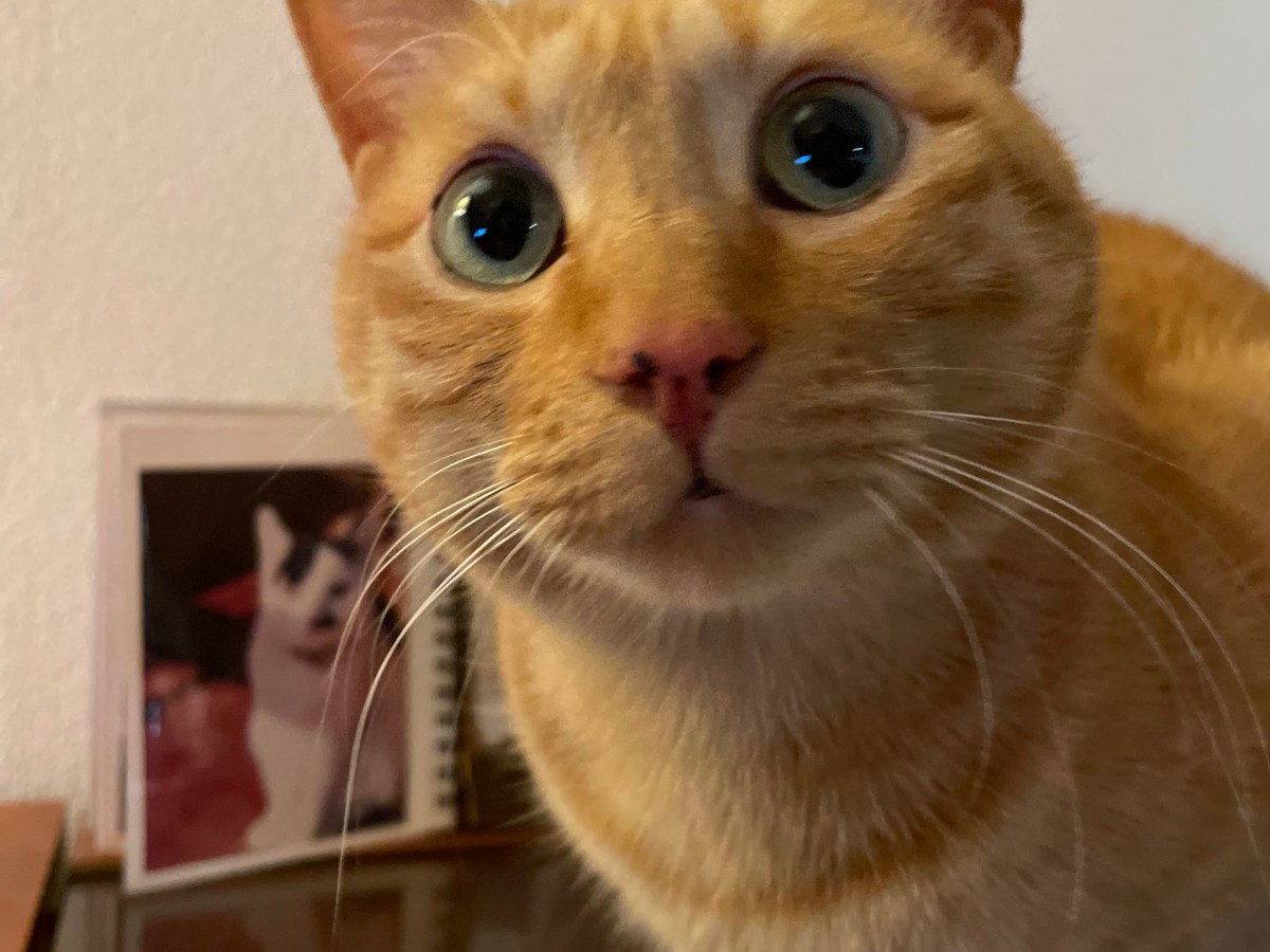 トラきちがうちにくるまで