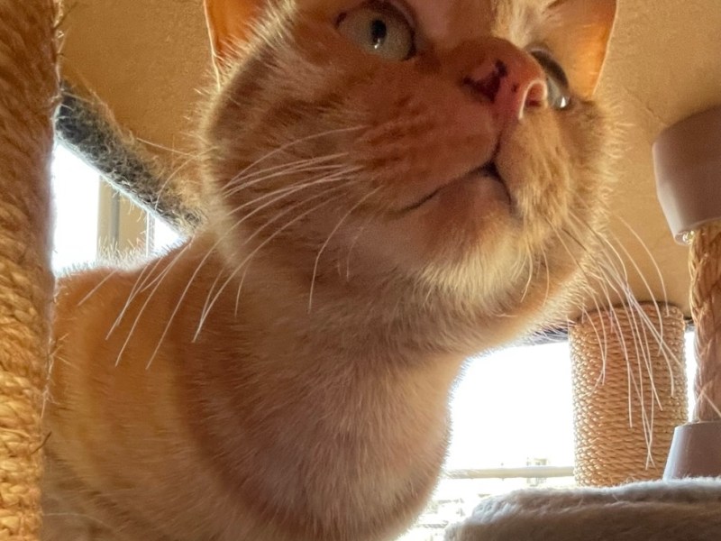 トラきちの噛み癖