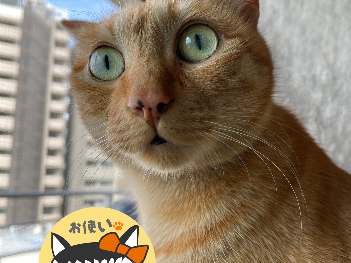 トラきちの消化器サポート