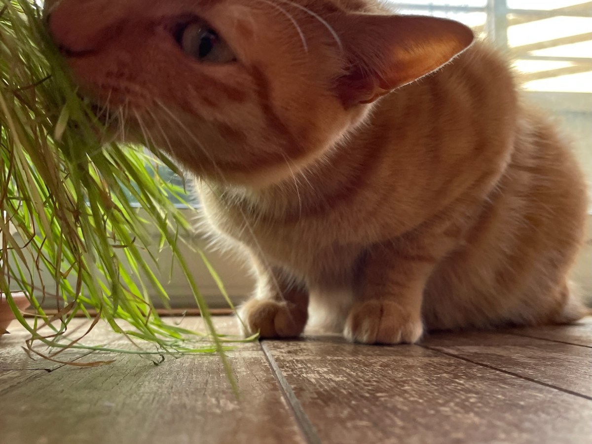 トラきちの猫草