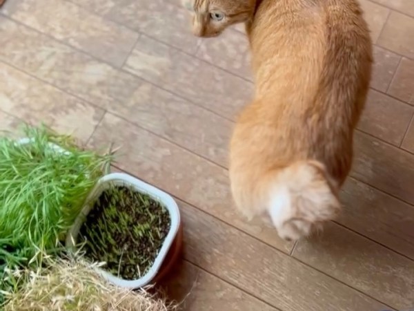 トラきちの猫草２