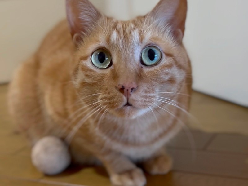 ブラッシング週4日のトラきち