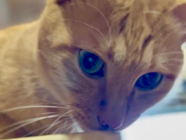 2023年5月より消化器フード変更