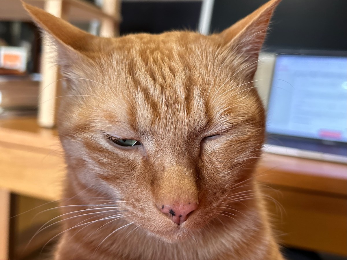 低気圧キライなトラきち