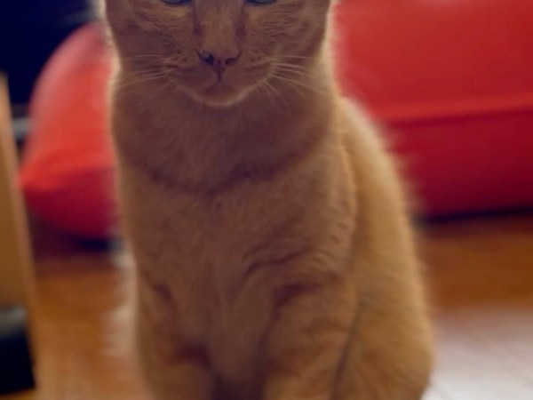 2023年6月のトラきちのお腹は？