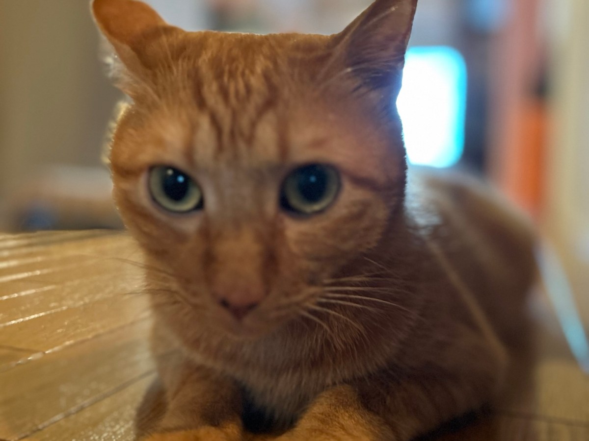 トラきちに噛まれました！