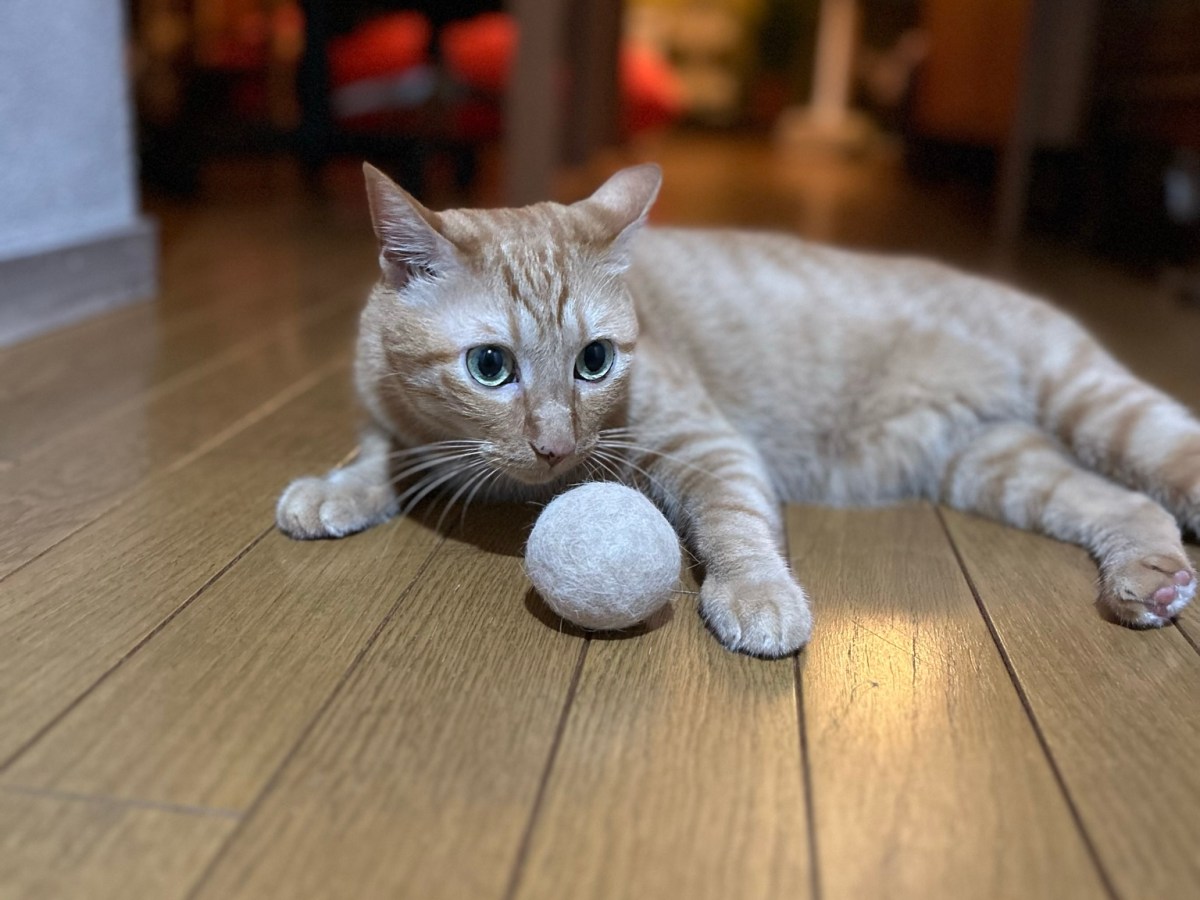 やっぱりトラきちはボールが好き