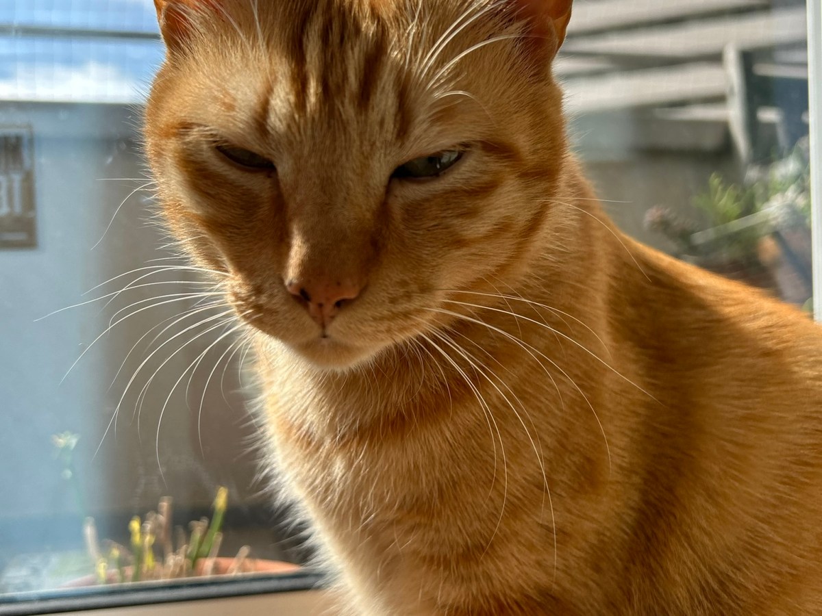 猫ルーティンはボール遊び