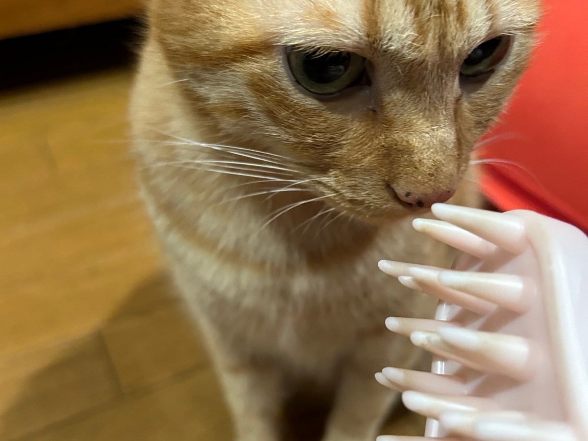 お顔マッサージが好きな猫