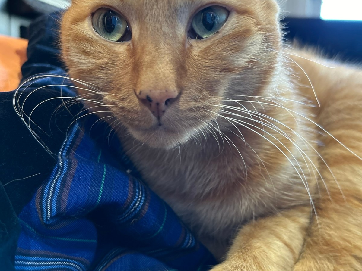 トラきちは寒い時には湯たんぽ