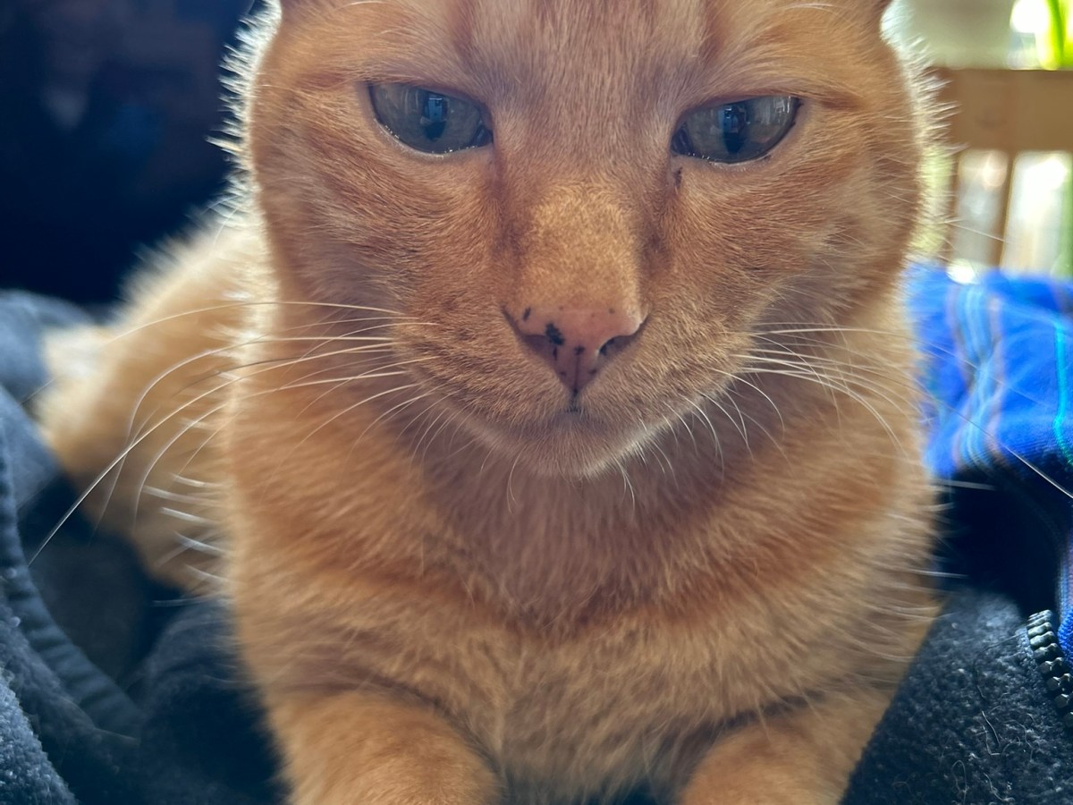 うんこハイで走るトラきち