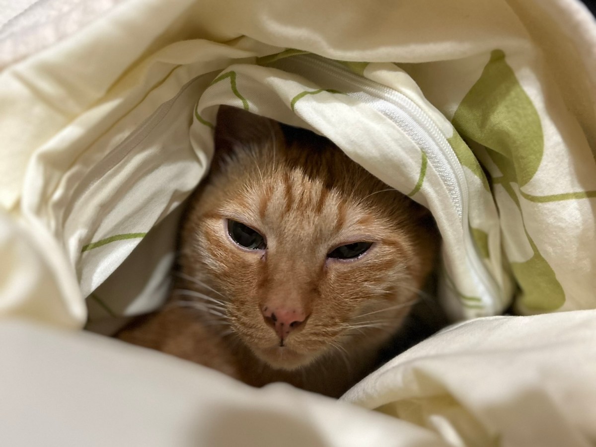 冬はぬくぬく一緒におねんね