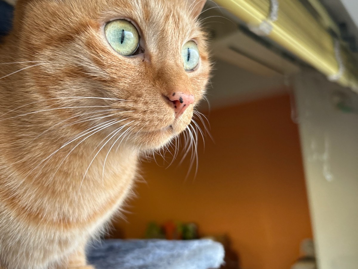 ニャルソックって何？