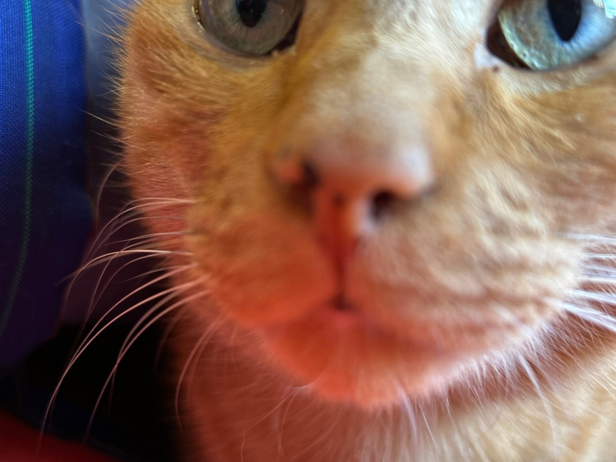 またたびは大人の猫のたしなみ