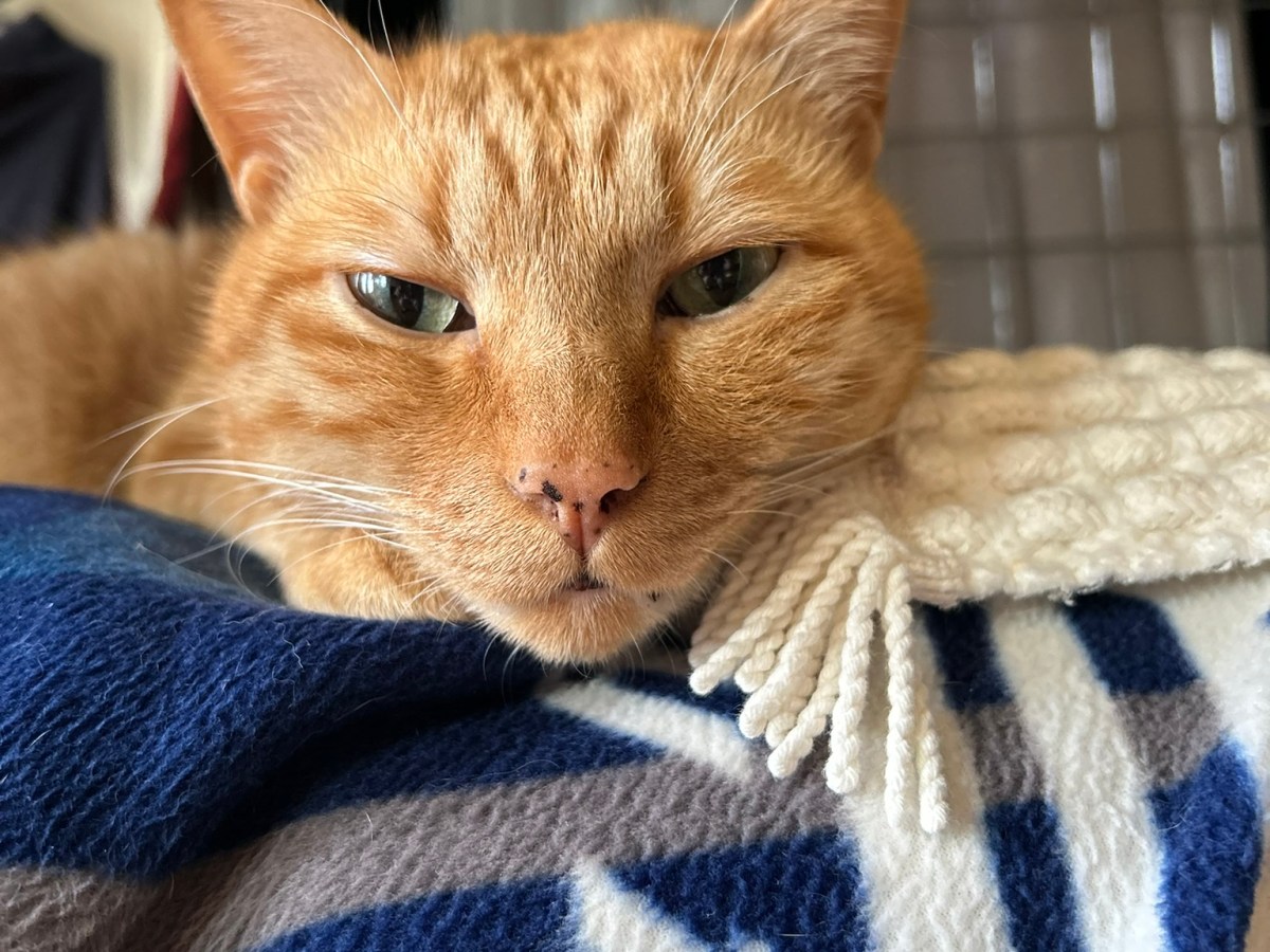 猫は箱好き？トラきちは？