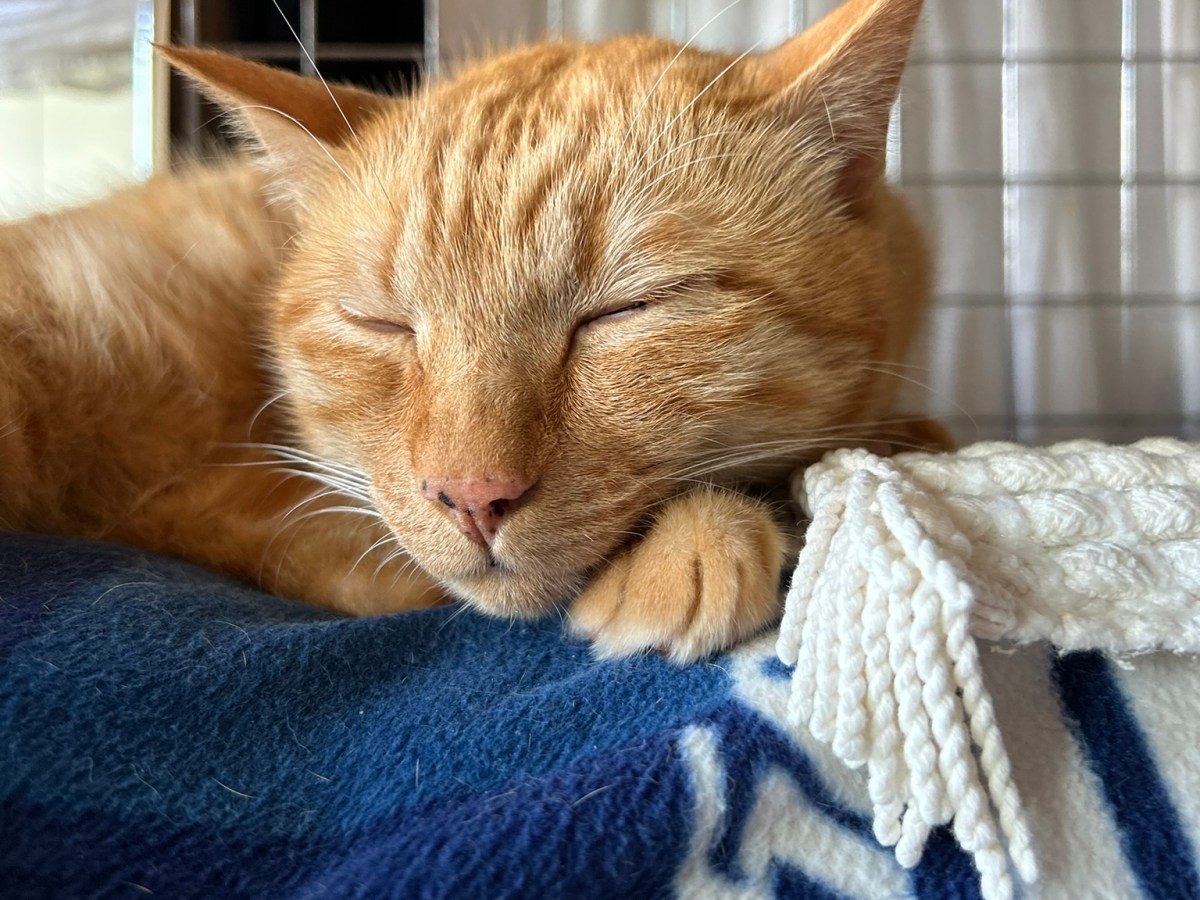 猫の抜け毛対策の重要性