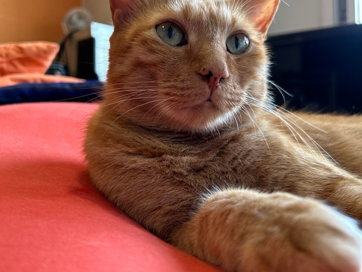 大人猫のトイレトレーニング