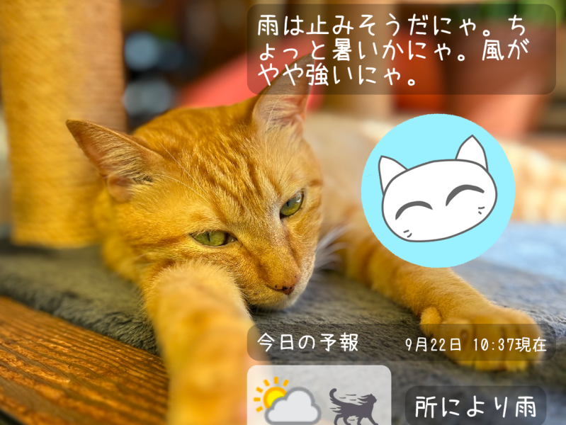 【おはようキャット】SNSにアップしよう – その１
