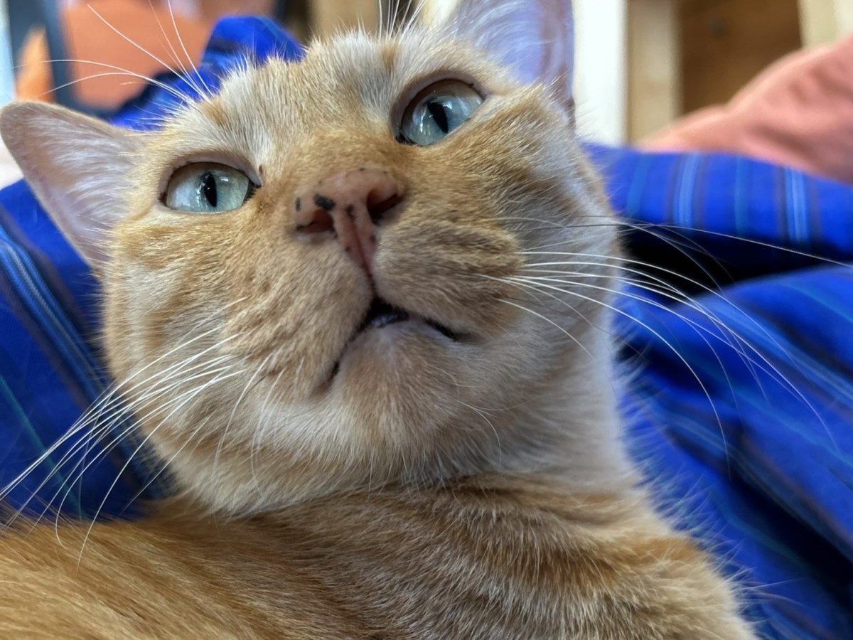 トラきちのうちの子記念日