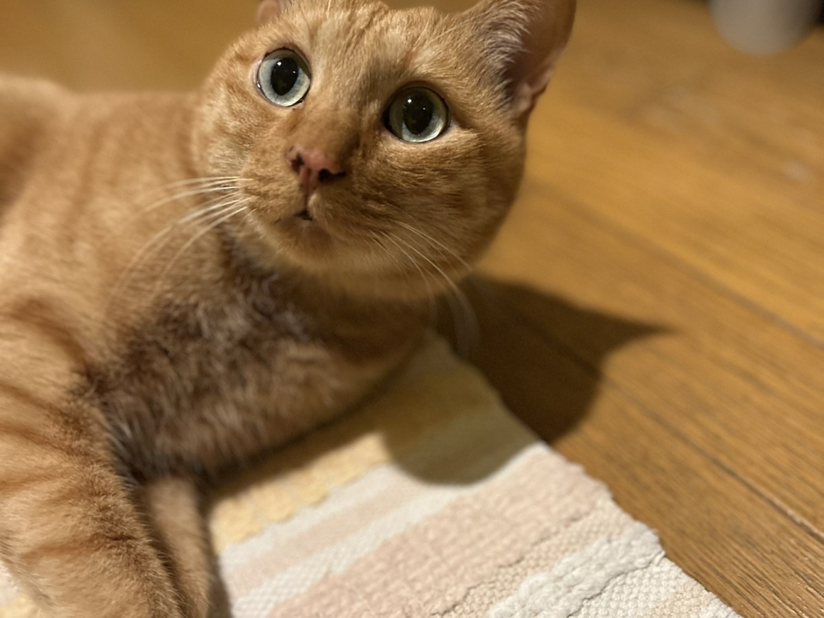 寒い日の猫がブラシを嫌がる理由とそ対策