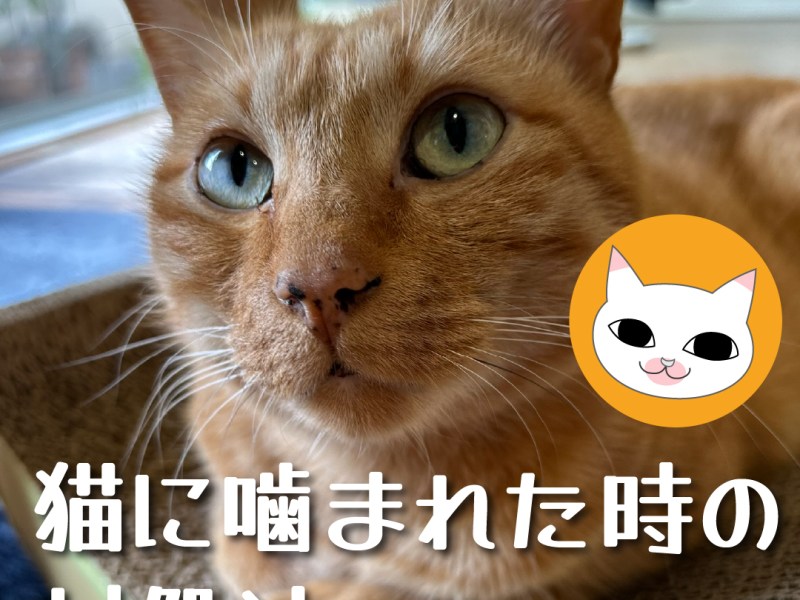 猫に噛まれた時の対処法