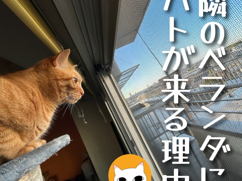 隣のベランダにハトが来る理由