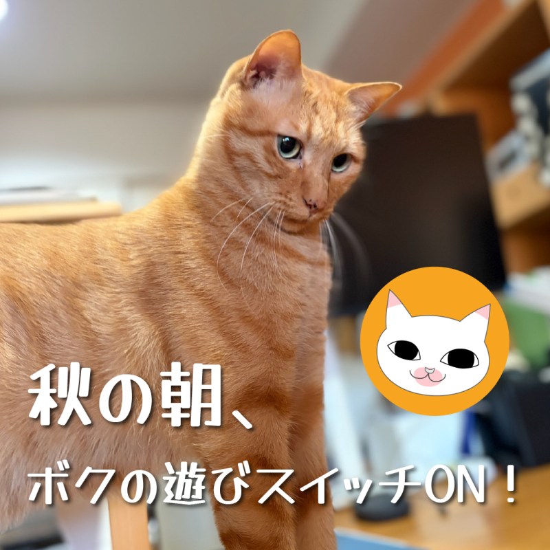 秋の朝、ボクの遊びスイッチON！