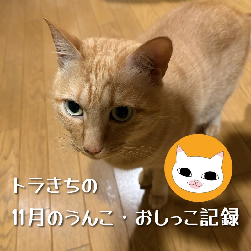トラきちの11月のうんこ・おしっこ記録