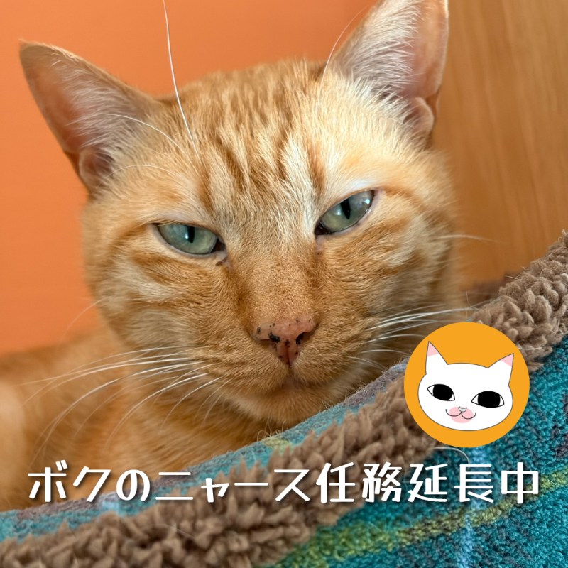 ボクのニャース任務延長中
