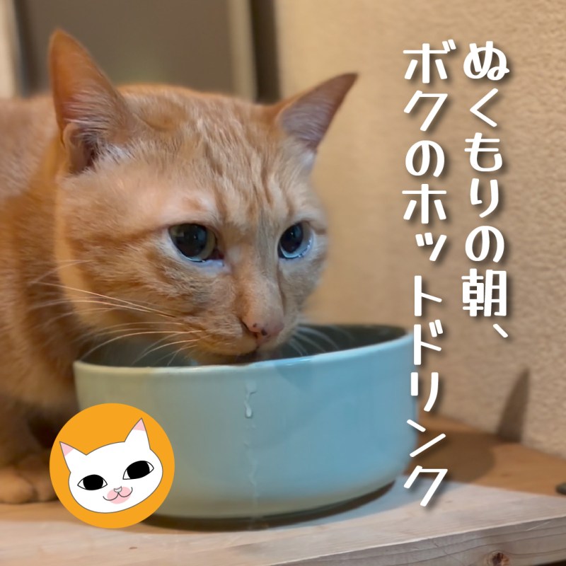 ぬくもりの朝、ボクのホットドリンク