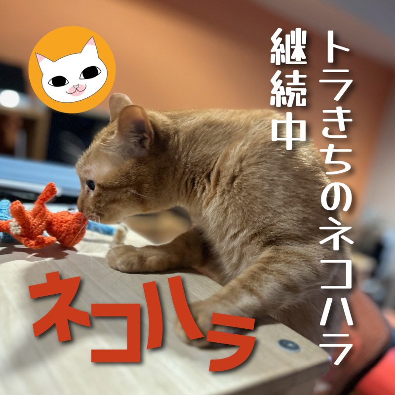トラきちのネコハラ継続中