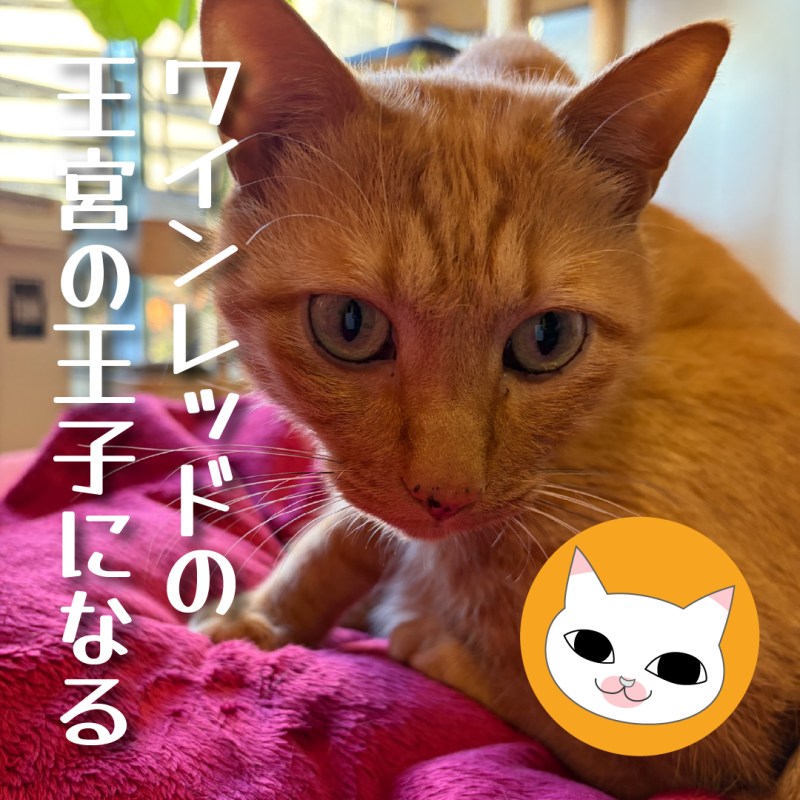 ワインレッドの王宮の王子になる