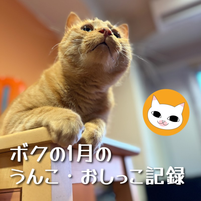 ボクの1月のうんこ・おしっこ記録