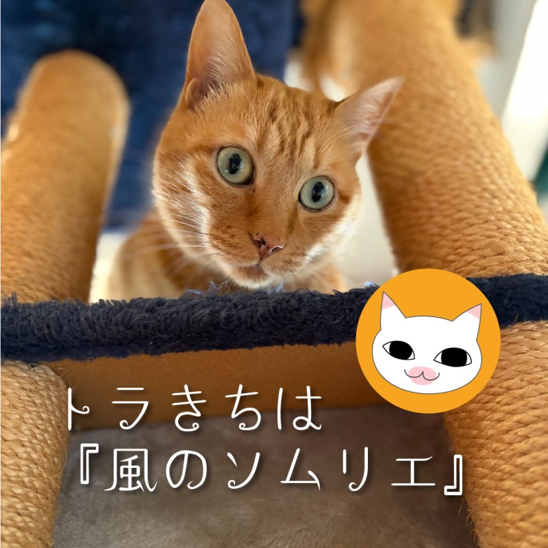 トラきちは『風のソムリエ』