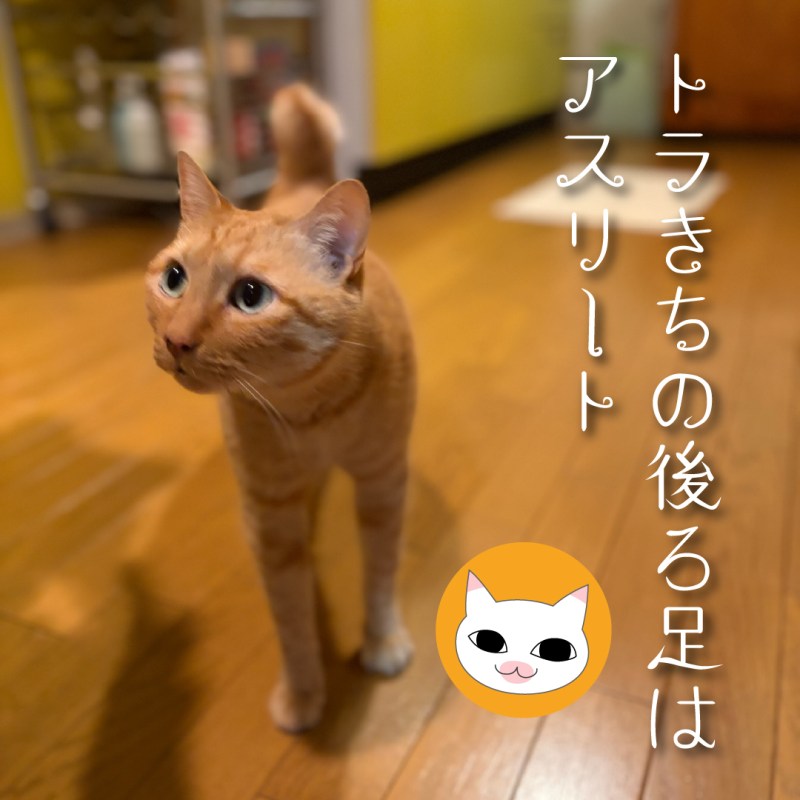 トラきちの後ろ足はアスリート