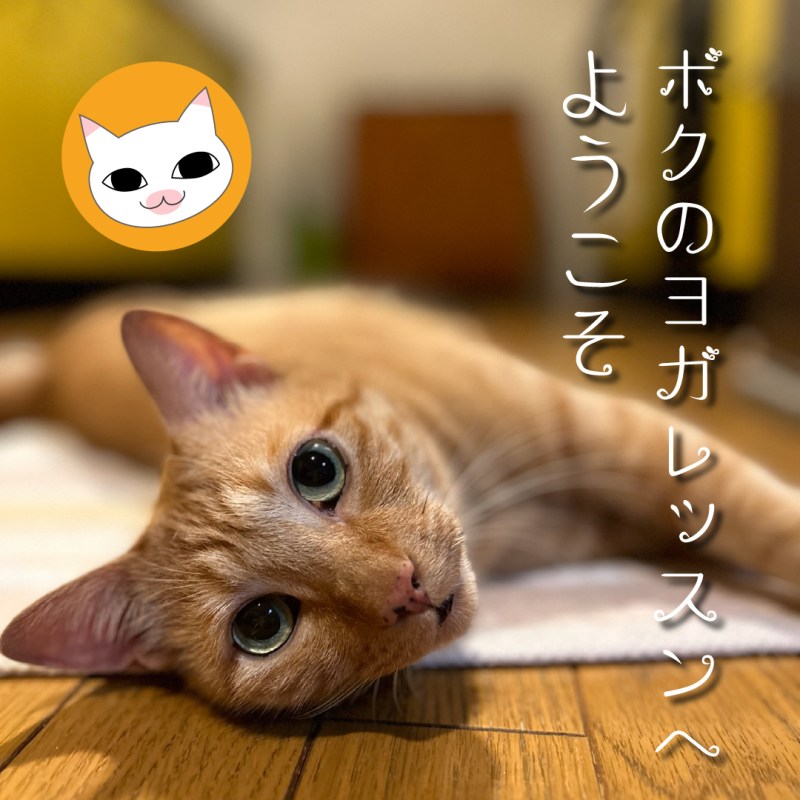 ボクのヨガレッスンへようこそ