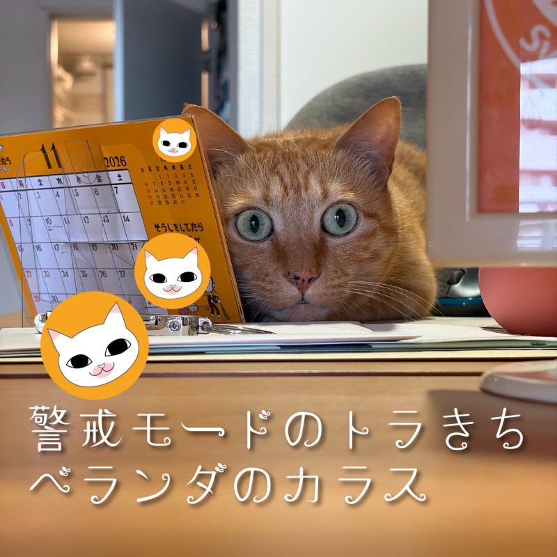 警戒モードのトラきち：ベランダのカラス