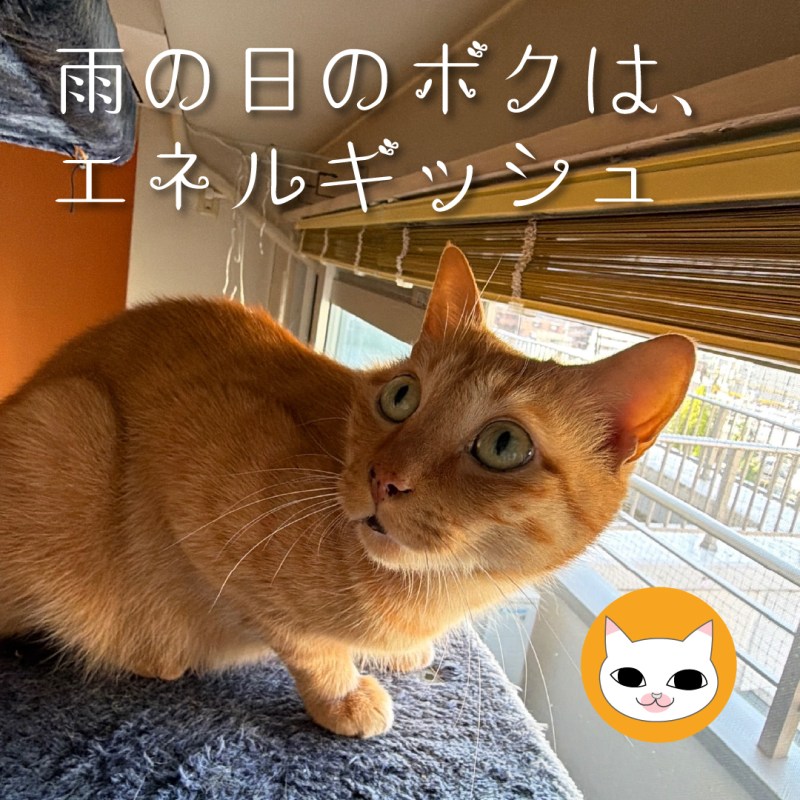 雨の日のボクは、エネルギッシュ