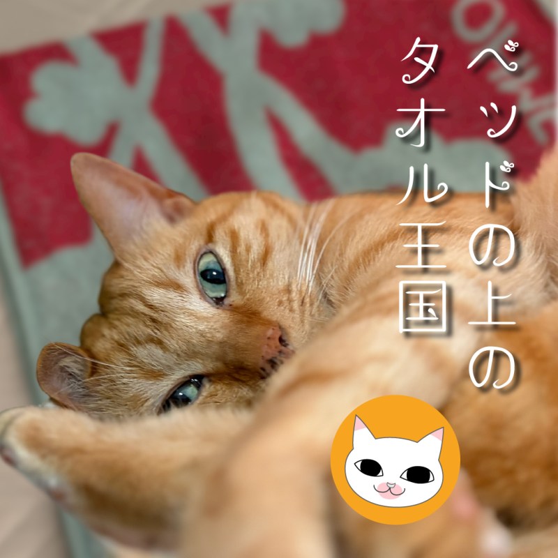 ベッドの上のタオル王国