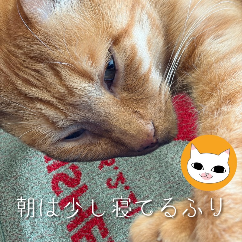 朝は少し寝てるふり