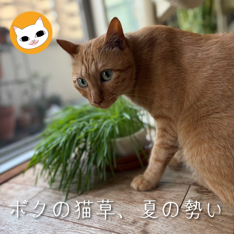 ボクの猫草、夏の勢い