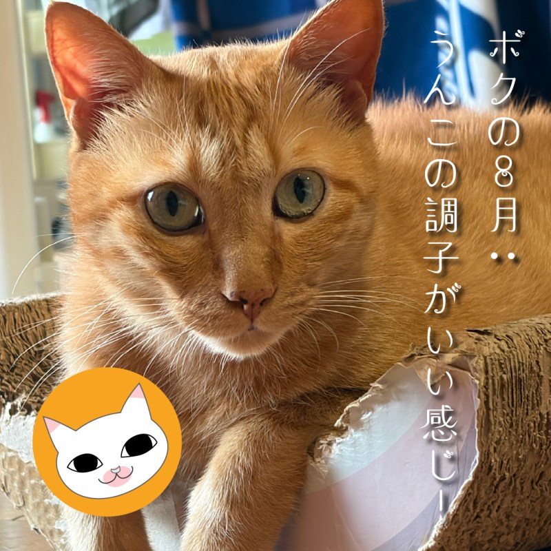 ボクの8月:うんこの調子がいい感じ！