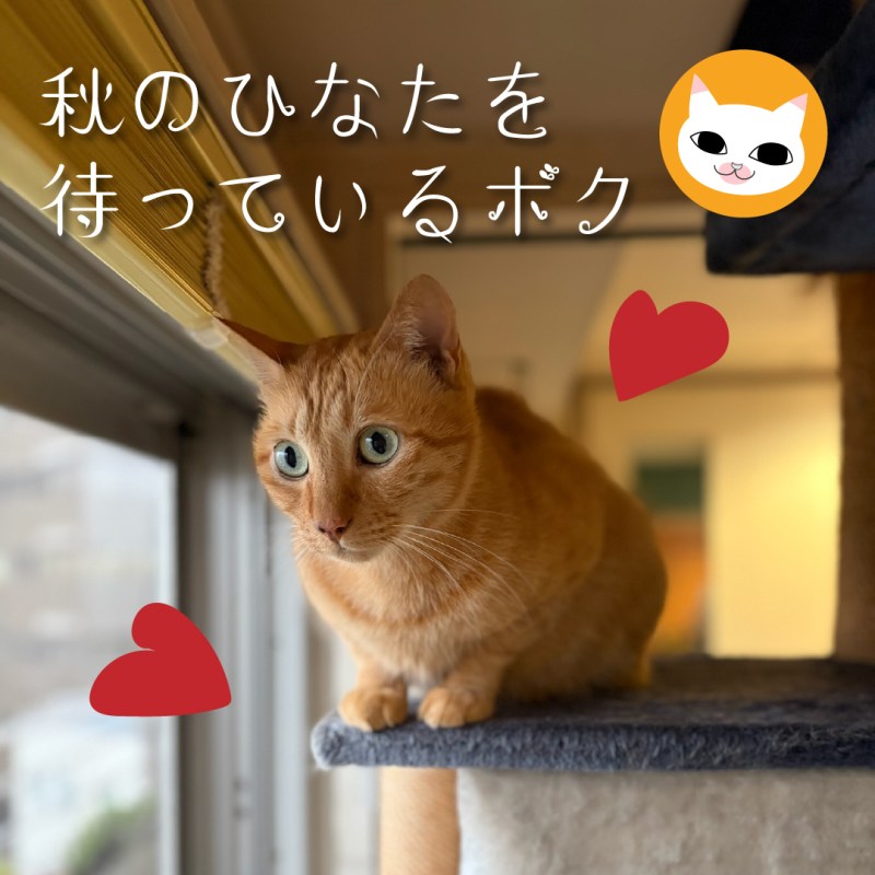秋のひなたを待っているボク